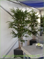 bamboe in verrijdbare plantenbak 200cm hoog